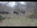 Three Little Pigs w/ Crossbow