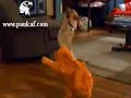 ?e?en Oynayan Garfield- ????? Çerkes Çerkez Dü?ünü ?e?en Oynayan Garfield- ????? Çerkes Çerkez Dü?ünü