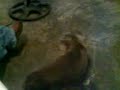 perros risa