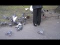 Ducks (and other birds) In St. Stephen's Green - Dublin