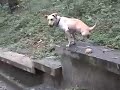 twolegged-dog-sugar-amazing.html
