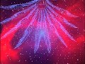 Neon Genesis Evangelion Opening