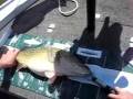 Lake Mulwala and Buckleys lures Outlaw Spinnerbaits