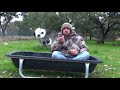Panda Makes the Team?