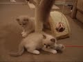 子猫ってどうしてこんなにカワイイの～♪ララが小さい頃