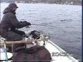 videos de Hookin' Hybrids