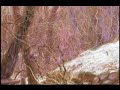 ??? Early Spring in Japan (Painting Slide Show )