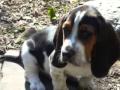 2010-03-09 | Cute dogs! ~> This is my dogs pictures................my favourite dog is NAsset Hund..........I love very much Basset Hound! ... Dogs OneTrueMedia ... (<span>1:)