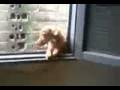 videos de PuloOo