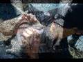 videos de Ratitaxxx Mi paciente pref... i (L) u