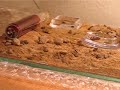Camponotus rufoglaucus feae beim Steine schleppen Camponotus rufoglaucus feae beim Steine schleppen