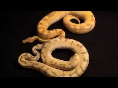 how to properly pick up a ball python