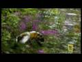 Pavouci vs včely - video