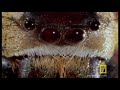 Bee vs. Jumping Spider SPIDER