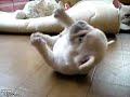 poor French Bulldog Can't Roll Over