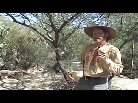 how to replant a mesquite tree