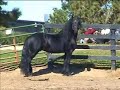 Zero Gravity Friesian Stallion Zero Gravity Friesian Stallion