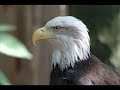 Eagles