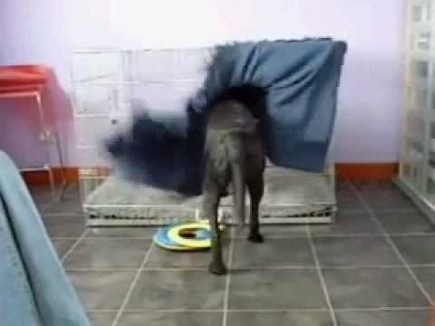 Imagen de previsualización de YouTube