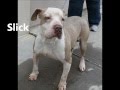 Slick -- Adoptable Dog at Collin County Animal Services