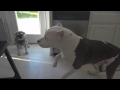 my pitbull's reaction to skrillex