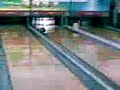 Edu splash bolos Edu splash bolos