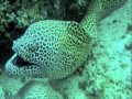 Rsb Dive Trip 2009