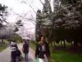 日本の桜[Japanese cherry tree]