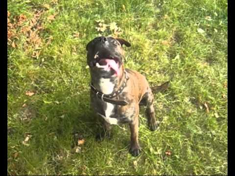 bandog
