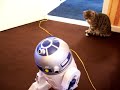 Toy Artoo Deeto disturbs Cat Toy Artoo Deeto disturbs Cat