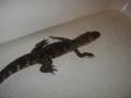 Rare Occupant - Eviction
