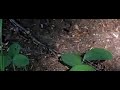 Bumblebee takes off from forest floor Bumblebee takes off from forest floor
