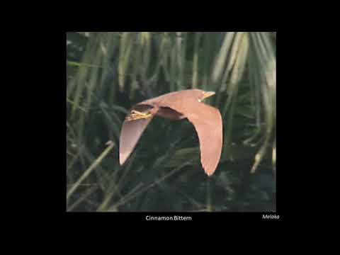 <p>A Birding Trip on the Malaysian Peninsula</p>
 video thumbnail
