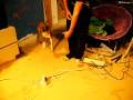videos de dog and blowdryer