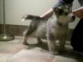malamute girl