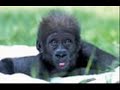 cadbury-gorilla-the-power-of-love.html