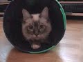 Vår katt Sixten