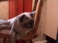 Vår katt Sixten