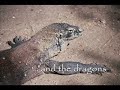 Walking with (Komodo) dragons