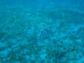 tetraodon napoleon