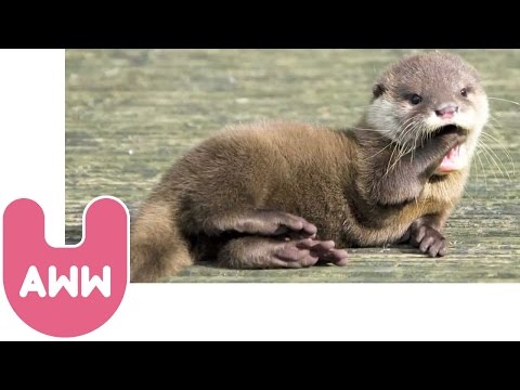 Haku la lontra molto speciale Haku la lontra molto speciale