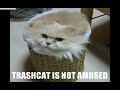 retarded cats lol!2