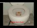 Funny Cats lol!2