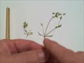 EatTheWeeds: Episode 12: Chickweed, Stellaria EatTheWeeds: Episode 12: Chickweed, Stellaria