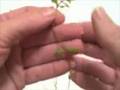 EatTheWeeds: Episode 12: Chickweed, Stellaria