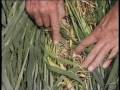 First ever Pictogram Crop Circle