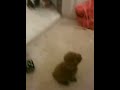 pup and cat pup and cat
