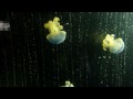 Ver Video