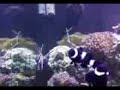 Momento em que o raro Peixe Lua passeia pelo tanque no Oceanário de Lisboa - Portugal. 