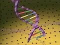 DNA Structure